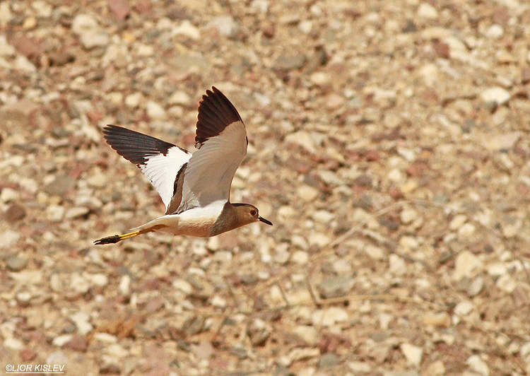 White-tailed Lapwing Vanellus leucurus , Eilat,19-03-13 Lior Kislev